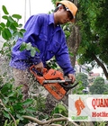 Hình ảnh: Dịch vụ chặt cây, cắt cành mùa mưa bão