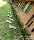 Hình ảnh: Dịch vụ cắt cỏ chuyên nghiệp chất lượng tại TPHCM, Đồng Nai