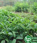 Hình ảnh: Mua bán chè đắng an toàn tại nhà