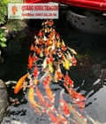 Hình ảnh: Thi công bể cá Koi, dịch vụ vệ sinh bể lọc ở Hồ Chí Minh 