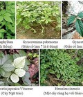 Hình ảnh: Mua giảo cổ lam chất lượng ở đâu