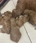 Hình ảnh: Poodle minisize nâu nâu nhà đẻ cưng xỉu