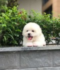 Hình ảnh: Poodle tiny thuần chủng siêu phẩm