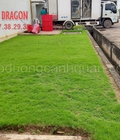 Hình ảnh: Dịch vụ trồng cỏ sân vườn đẹp tại Phú Quốc Dragon