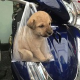 Avatar shop: Onemanteam