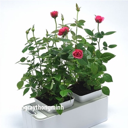 Hệ thống trồng cây thông minh để bàn KJ-1300
