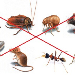 Máy Pest Reject đuổi các loại côn trùng như chuột,ruồi,muỗi,kiến,rán bằng sóng âm an toàn hiệu quả