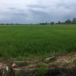 Bán gấp 16.708m2 đất ấp An Hòa, xã Thới An Hội, Kế Sách, Sóc Trăng. 3 tỷ. lh:0917013927.