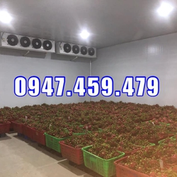 lắp đặt kho lạnh bảo quản trái cây