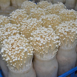 Lắp đặt kho lạnh bảo quản nấm kim châm