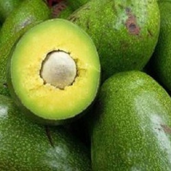 Lắp đặt sửa chữa kho lạnh bảo quản bơ