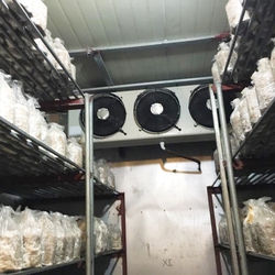 hoàn thiện kho lạnh bảo quản nấm tại Đà Lạt