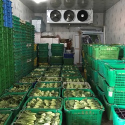kho lạnh bảo quản rau củ cung cấp cho chợ đầu mối