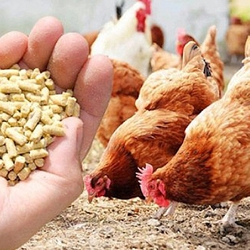 Xưởng sản xuất Bột đá Phụ gia thiết yếu trong sản xuất thức ăn chăn nuôi