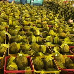 kho lạnh bảo quản sầu riêng tại Bình Phước