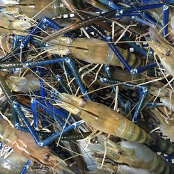 kho lạnh bảo quản tôm càng xanh tại Bến Tre