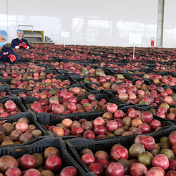 lắp đặt kho lạnh bảo quản chanh dây