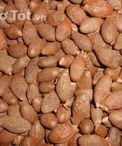 Bán buôn , Bán lẻ hạt ươi rừng Toàn Quốc