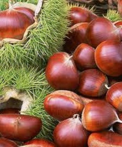 Mua Hạt Dẻ ngon tại HÀ NỘI