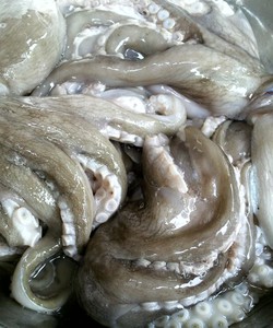 Chuyên Cung Cấp Bạch Tuộc