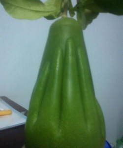 Bưởi tay phật Bưởi Lễ Cát Tường, giao hàng tận nơi Toàn Quốc