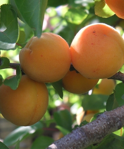 Bán mơ tươi tại TP Hồ Chí Minh