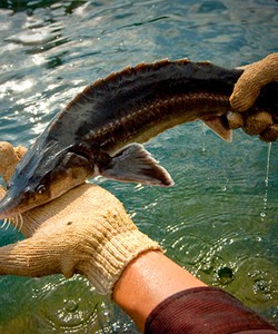 Tour Hồ Đa Mi Vương Quốc Cá Tầm Việt