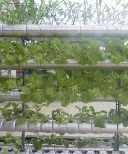 Tư vấn lắp đặt thủy canh tại nhà