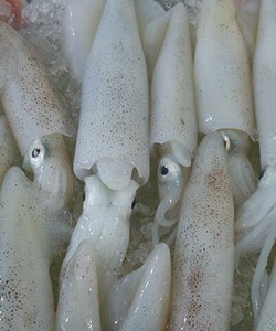 Mực ống size nhỏ