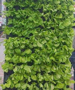 Thủy canh đô thị, tư vấn lắp đặt thủy canh