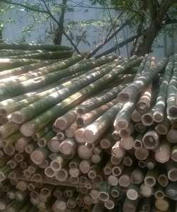 Bán cọc tre Xây Dựng Cọc ép nền