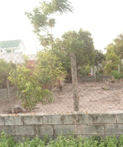 Chính Chủ Bán Đất Thổ Cư 100% gần ngã 3 Mỹ Hạnh 120m 295 tr