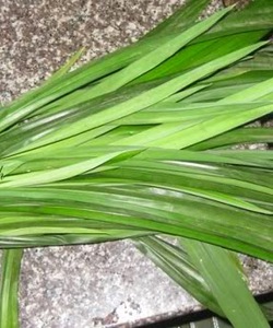 Lá Dứa thơm trị tiểu đường