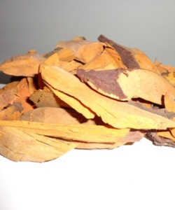 Mua rễ nhàu ở đâu