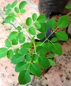 Tác dụng của cây Chùm ngây