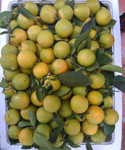 Nho Ninh Thuận,quýt giấy Ôn Châu, cam xoàn Lai Vung đi cả nhà ơi