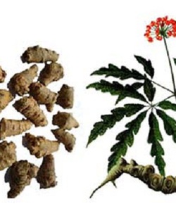 Dùng Tam Thất Bắc Giúp Bảo Vệ Hệ Tim Mạch