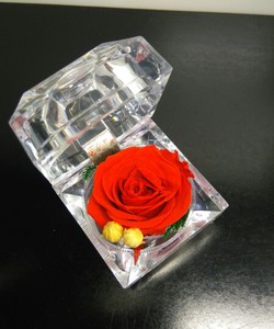 Hoa Hồng Bất Tử