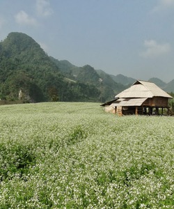 Du Lịch Mộc Châu 2 Ngày