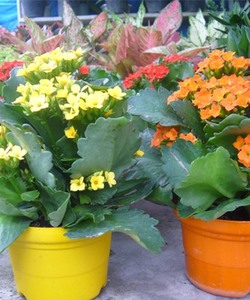 Bán buôn bán lẻ cây hoa cảnh các loại