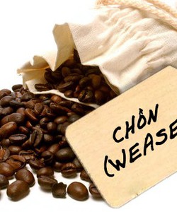 ĐẠI LÝ bán buôn bán lẻ cà phê hạt trung nguyên tại hà nội