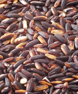 Gạo nếp cẩm Tú Lệ