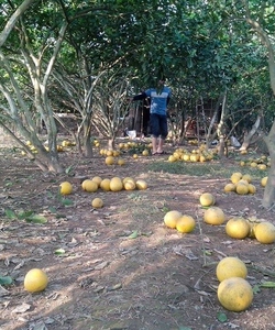 Bán buôn và bán lẻ bưởi diễn cây nhà mình trồng nhé.
