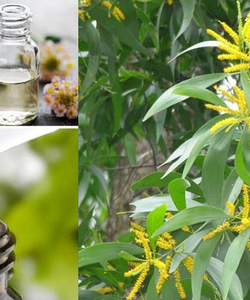 Bán sỉ tinh dầu tràm nguyên chất
