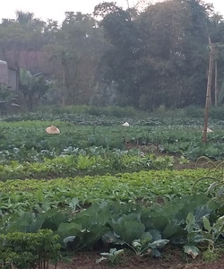 Tìm nguồn tiêu thụ rau hữu cơ