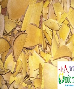 Cây mật Gấu chữa bệnh xương khớp đường ruôt hiệu quả