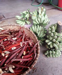 Bán buôn bán lẻ Sâm cau