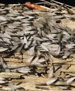 Chi phí diệt mối giá bao nhiêu