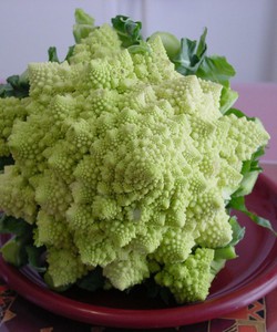 Hạt giống súp lơ san hô