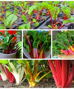 Hạt giống cải cầu vồng